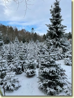 Norfolk Christmas Trees in the snow